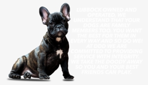 Ddd About Us Edit With Clown Dog - Dog