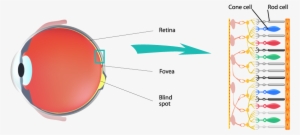 However, Since Their Sensitivity To Light Is Better - Color