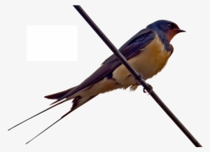 The True Acrobats Of The Sky - Barn Swallow