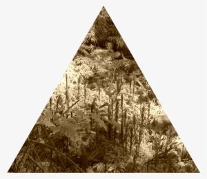 Woodlot Nw Of Kornilovo - Triangle