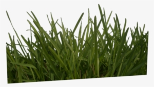 These Are Used To Adjust The Image And To Create The - Masked 2d Grass Texture