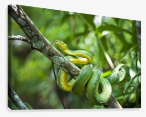 Green Tree Snake