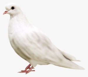 White Pigeon Face - Pigeon Png Download