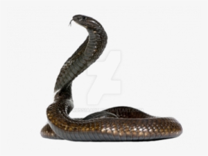 King Cobra Side View - 640x480 PNG Download - PNGkit