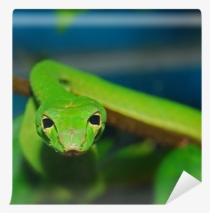 Smooth Greensnake