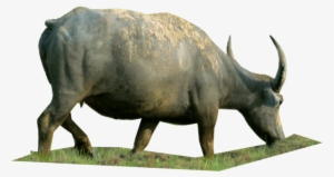 Bull