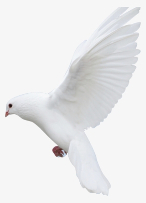 The Questions Every Family Has The Answers Every Family - Rock Dove