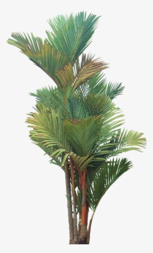 Joli Tube - Red Palm Tree Png