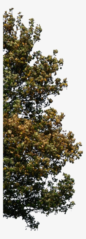 Tree Corner 2 Png - Renders Photoshop Arboles Png Arquitectura