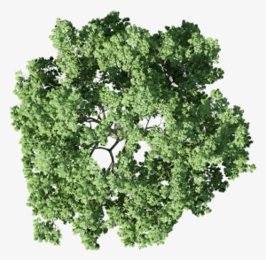 Trees Photoshop - Cây Mặt Bằng Photoshop