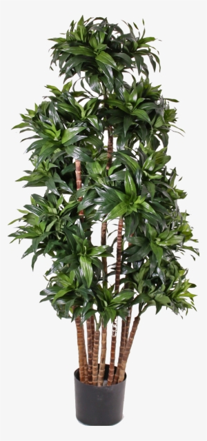 New Trends In Restaurants Have Broken Through Are They - Dracaena Fragrans