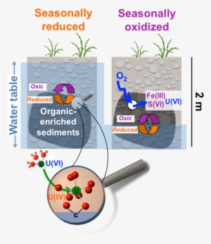 Anoxic Organic-enriched Sediments Strongly Accumulate - Imaging Resource