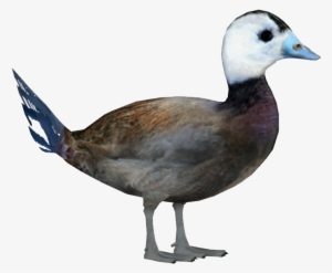 White-headed Duck M - Duck