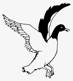 Duck Goose Drawing Line Art Black And White - Free Clipart Black And White Swans