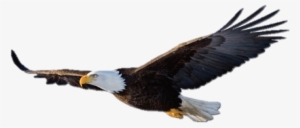 School Logo - Eagle Png