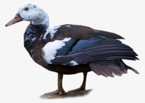 White-winged Duck