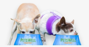 Dogs Eating Food - Food