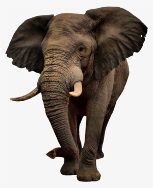 Imagenes De Elefantes Png