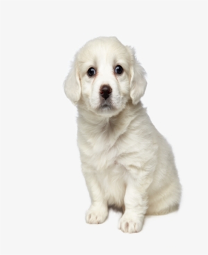 Clipping Mask Clipping Mask - Clipping Path