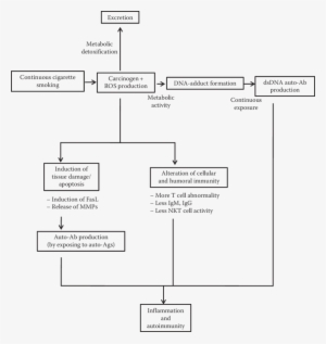 1 Effect Of Smoking On The Immune System - Smoking
