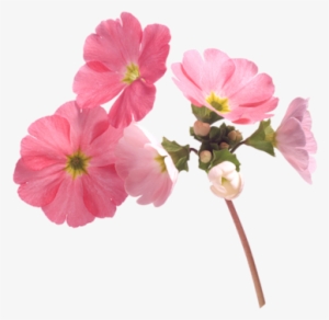 177 Images About Flower Png On We Heart It - Wallpaper