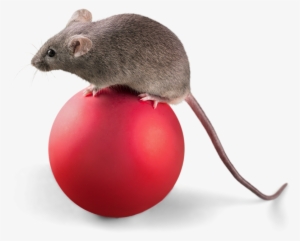 Cartoon Mickey Mouse - Mice Png