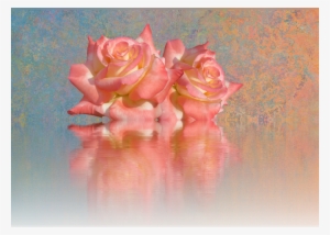 Color Palette Ideas From Flower Garden Roses Pink Image - Cafepress ! Samsung Galaxy S8 Plus Case
