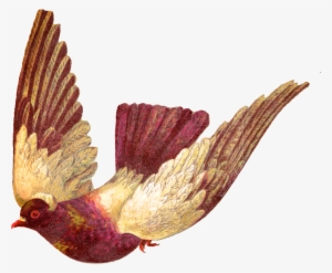 Digital Pigeon Download - Pigeon Bird Images Download