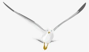 Pigeon Png - Typical Pigeons