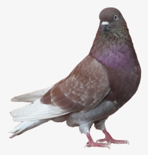 Mumtaztic Pigeon Loft - Brown And Black Pigeon