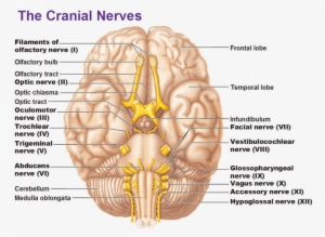 Trauma Release - Olfactory Nerve Optic Nerve