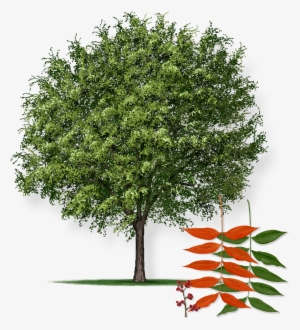 This Tree Starts Out As An Unattractive And Misshapen - Chinese Pistache Tree Png