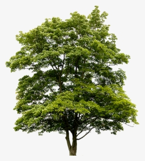 24/7 Emergency Tree Removals - 用聖經經文開拓人生(二版)新譯本:改變生命的500句經文