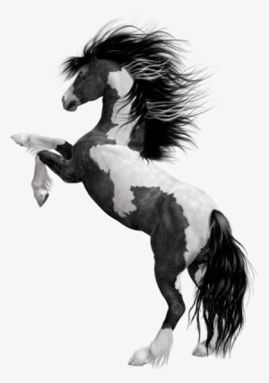 0, - Black Horse Png Hd