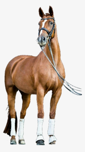 Horse Png For Picsart
