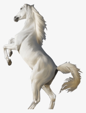 3d White Horse Standing Hd Wallpapers Download For - White Horse Png