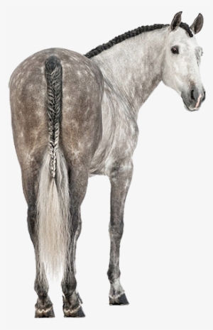 A Bit About Us - Straight From The Horse's Ass - Epub