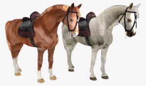 Author Images - Horse