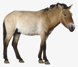 Horses Images Przewalki S Horse Hd Wallpaper And Background - Przewalski's Horse