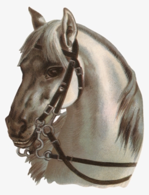 Png At Resmi Horse Png Image - Horses And Harness Photography