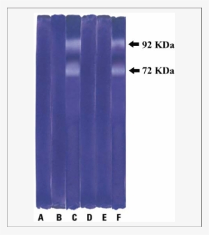 Effect Of Nomilin On The Activation Of Matrix Metalloproteinases - Nomilin