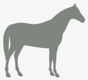 Hourse - Horse Irish Hunter Black