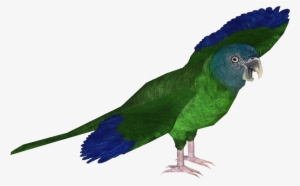 Blue-headed Macaw - Zt2 Macaw