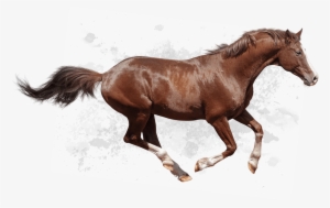 Behorseriding A - Riding Horse Png Hd