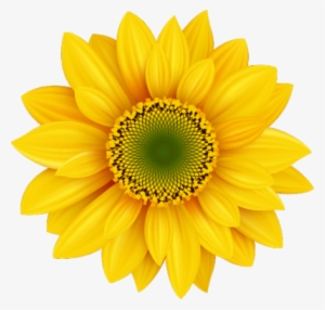 17 Psd Flower Images - Yellow Daisy