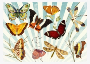 This Free Icons Png Design Of Butterflies And Dragonflies