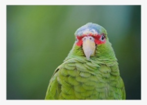 Parrot