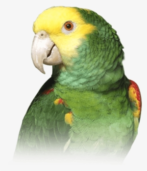 Amazon Parrot - Double Yellow Amazon Parrot