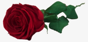 Red Rose Flower Free Png Transparent Images Free Download - Red Rose Png