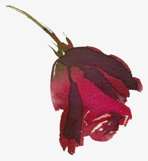 Hand Painted Bright Red Rose Png Transparent - Rose